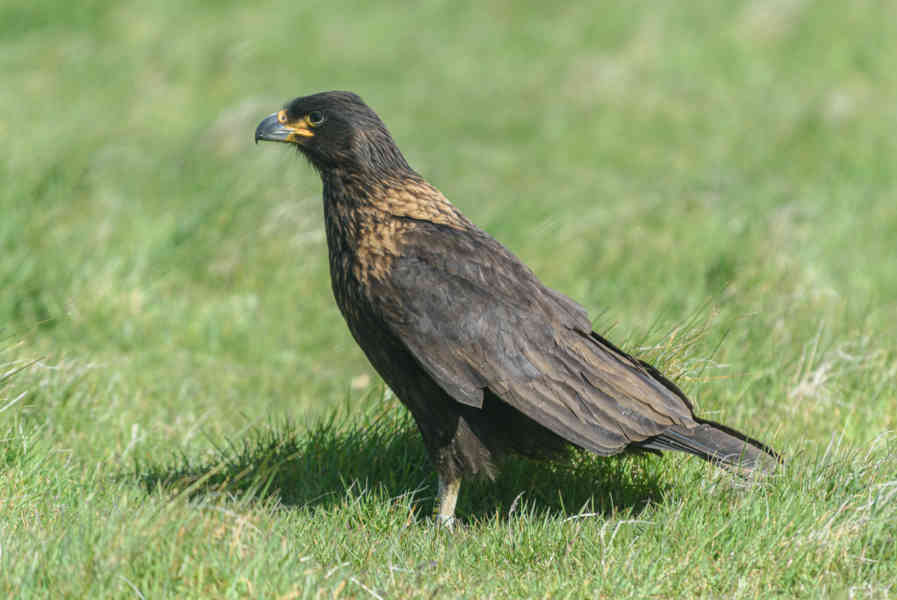 Carancho Austral - islas Falkland o Malvinas 04.jpg